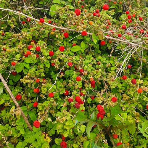 semillas de fresa silvestre perenne - jardín exterior bancales elevados resistentes raras 400pcs