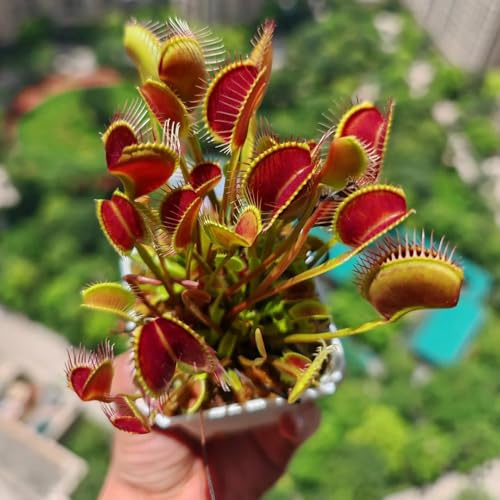 Venusfliegenfalle - exotische Dionaea muscipula - winterharte kübelpflanzen exotische zimmerpflanzen deko wohnzimmer bio exotische 20pcs