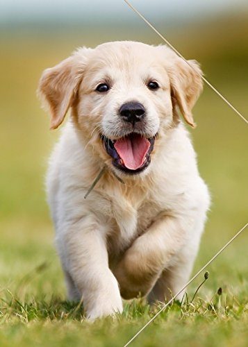 RNK Verlag EckspannermappeHund, PP, DIN A3