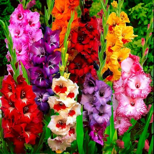 Bulbes de GLADIOLUS | Bulbes issus des meilleurs producteurs hollandais | Sélection exclusive et contrôle qualité | Floraison garantie dès la première année (10 Glaïeuls BUTTERFLY MIX)