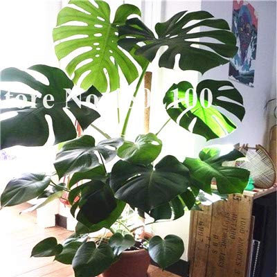 Seeds. 50 pcs Mixed Palm Turtle Bonsai Leaves, Monstera vase seedssplants Bonsai, Monstera ceriman, Perennial Mixed Rare Flower: 3 : Seeds Only