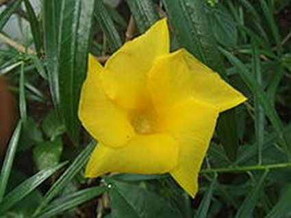 15 Nüsse vom gelben Oleander Samen (PRO NUSS CA 2-3 SAMEN) -Thevetia peruviana-