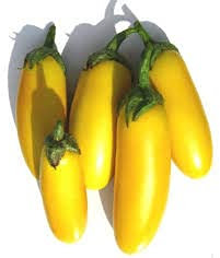 10 semi di melanzane gialle:Graines