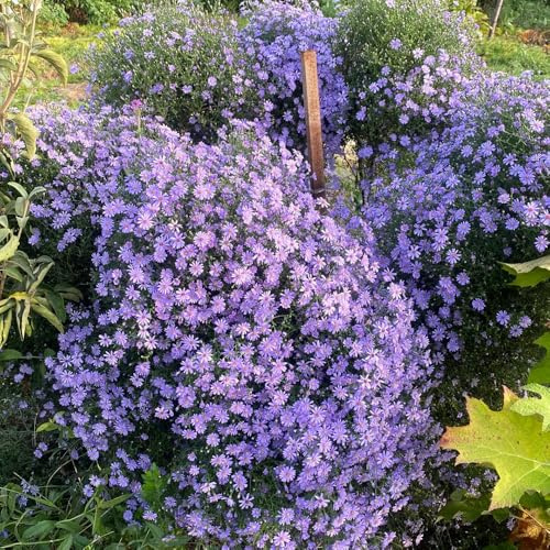 Semi di astri perenni (Aster tataricus), Copertura del terreno, decorazione del giardino per esterni Semi di, decorative e adatte alle Le da giardino sono 250pcs