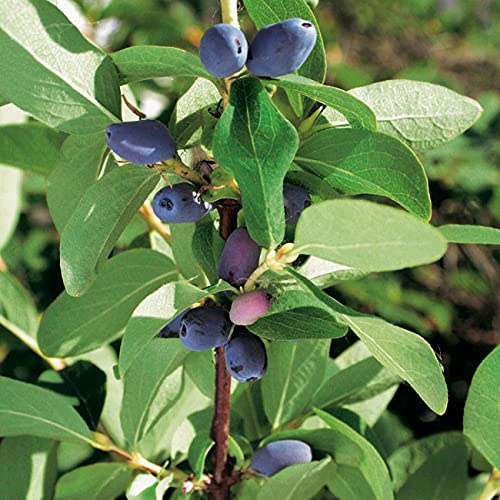 Lonicera - Sibirische Blaubeere 'Eisbär' Honigbeere Kamtschatka-Heckenkirsche 1 Pflanze im Topfballen von Garten Schlüter - Pflanzen in Top Qualität