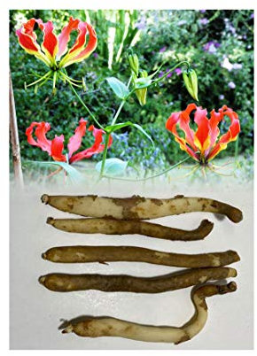 GARTHWAITE NURSERIES®: - 10 Gloriosa (Superba) Rothschildiana Flame (Climbing) Lily Bulbs Red/Yellow Summer Flowering Perennial