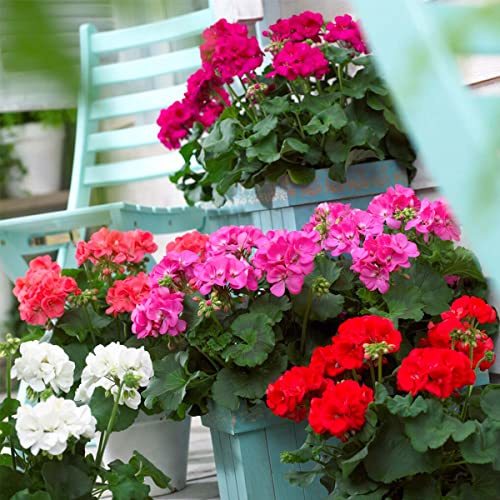 Bloomique - Lot de 6 - Pelargonium Zonale - Géraniums dressés - Plantes de jardin - 15-20 cm de haut - Pot 10,5 cm
