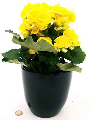 POWERS TO FLOWERS - BEGONIA GIALLA IN VASO CERAMICA NERO, pianta vera