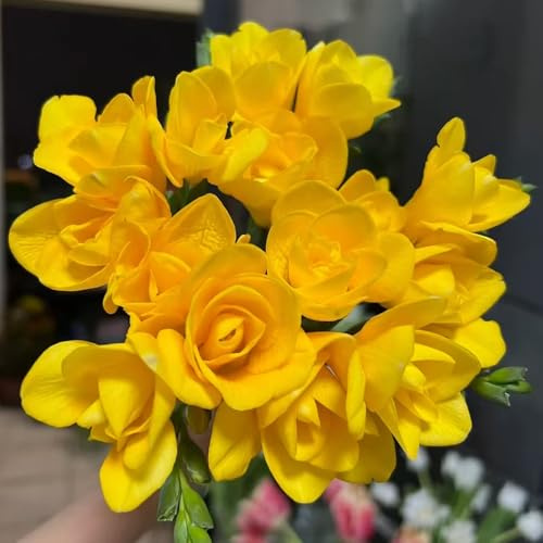 16 piezas bulbos de flores de fresia bulbos resistentes - plantas de interior flores resistentes plantas exóticas resistentes, pequeño para mujeres, jardín de interior plantas