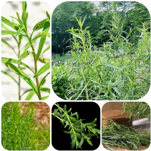 semi di dragoncello biologici, biologici, balcone dragoncello, giardino da interno, rare, 100pcs