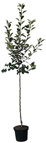 Apfelbaum Teser schorfresistenter Herbstapfel Halbstamm 150-170 cm 10 L Topf Unterlage M7