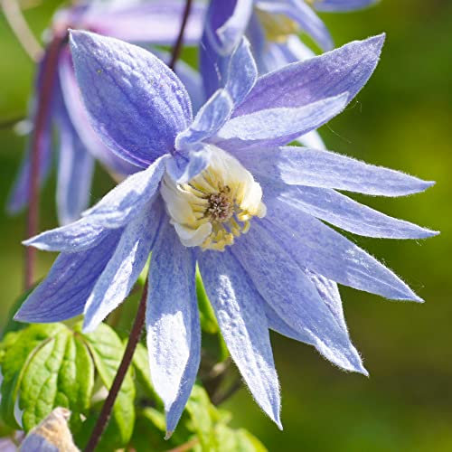 Clematis Alpina | Deciduous Purple Flowering Hardy Garden Climber Plant in 2L Pot