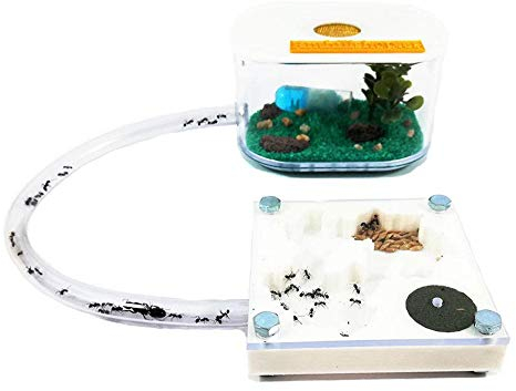 ANTHILLSHOP Ant Farm - Ameisenfarm 7x7 cm 3D Ameisen mit Deckel | Schaumstoff-Feuchtigkeitssystem | Transparent | Free Ameisen enthalten | 20-25 Arbeiterameisen