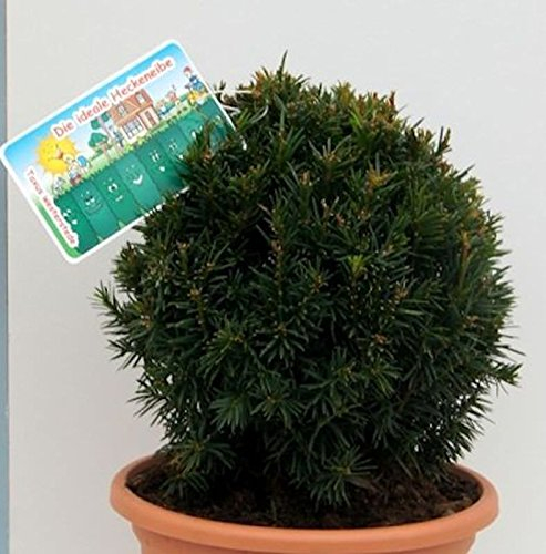 Kugelschnitt Eibe Westerstede 30-40cm - Taxus baccata - lebende Gartenpflanze aus den Baumschulen