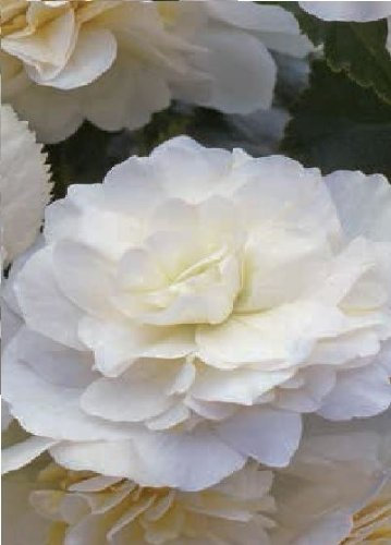 Just Seed - Flower - Begonia - Illumination White F1-50 Pelleted Seed - Large