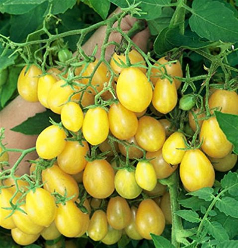 ILDI Heritage Heirloom Bright Yellow Small Cherry Tomato 20 Organic Seeds Certified French Organic Grower