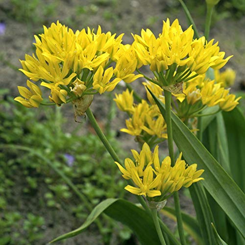 10 Allium moly Bulbs, also known as golden garlic and lily leek Bulbs,Perennial in Zones