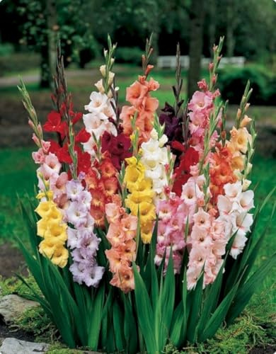 Früh blühende Gladiole | Hohe Blütenstände, mehrjährig, frosthart, einfach zu kultivieren, ideal für Gärten und Schnittblumen.