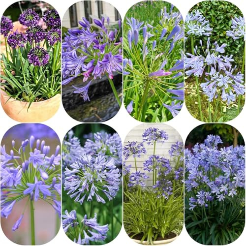 semillas resistentes de lirio ornamental, cortadas Agapanto africano, mariposas invernaderos balcón perennes resistentes raras jardín 300pcs