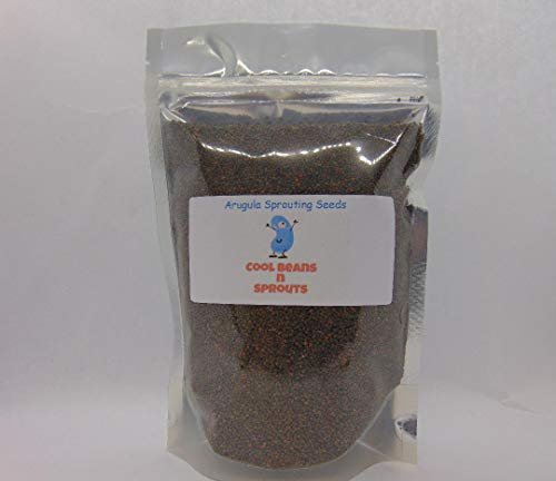 COOL BEANS n SPROUTS Brand, Arugula Seeds for Sprouting Microgreens,8 Ounces, A superfood Packed with antioxidants and Health-Promoting nutrients. A Family Run USA Business, Jacobs Ladder Ent.