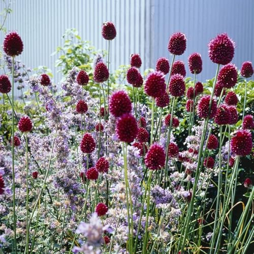 Allium bulbi,allium gigante bulbi,decorazione del giardino,Orticoltura,resistenti al freddo,una buona visibilità,allium pianta,allium bulbo(senza semi,non artificiali)-3bulbi-B