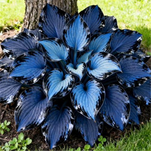 Mehrjährige Funkien, einfach zu kultivierende Funkien und Hybrid-Funkien/Schmücken Sie Gartenecken-4 PCS-E