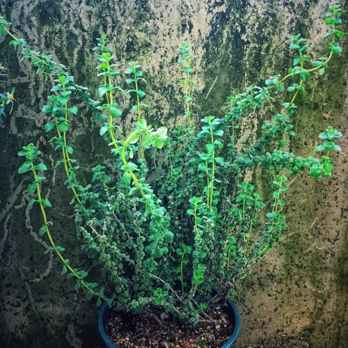 semi di maggiorana resistente - giardino, copertura del terreno, balcone 150pcs