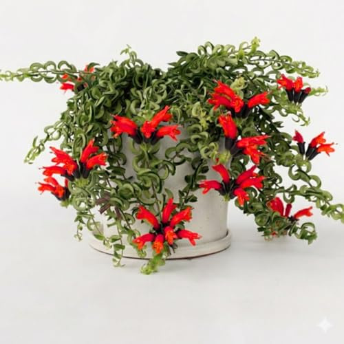 Well-Rooted Curly Lipstick Plant Live for Indoor Hanging Baskets, Aeschynanthus Twisted Lipstick Houseplant in 4 Pot, Lipstick Live Plants