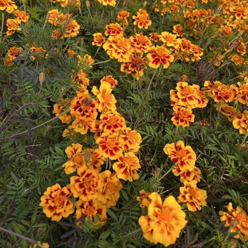 ringelblumensamen bio, hochbeet balkon deko mehrjährig winterhart zimmerpflanze 800pcs