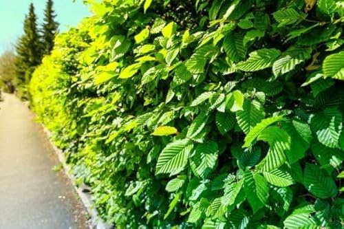 100pcs plants de haie de charme commun 80–120 cm – Carpinus betulus – haie de jardin – charme blanc – plants à racines nues