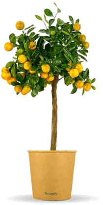 Bloomify® Calamondin-Orangenbaum Carmen | 70 bis 100 cm große selbstbefruchtende Calamondin Pflanze | pflegeleichter Calamondin Baum für Topf oder Kübel | schöne Blüten, aromatische Früchte