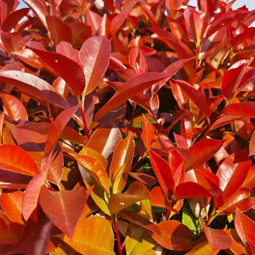 Semillas de Photinia - trepadoras Jardín rocas: resistentes pleno sol. tapizantes, parterre elevado Variedades antiguas y 550pcs
