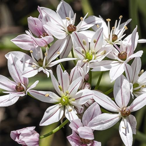 Allium Cameleon - 10 Zwiebeln Zierlauch/Kugellauch | Blumenzwiebeln zum Pflanzen und Verwildern, weiß-rosa Blüten, mehrjährig, winterhart