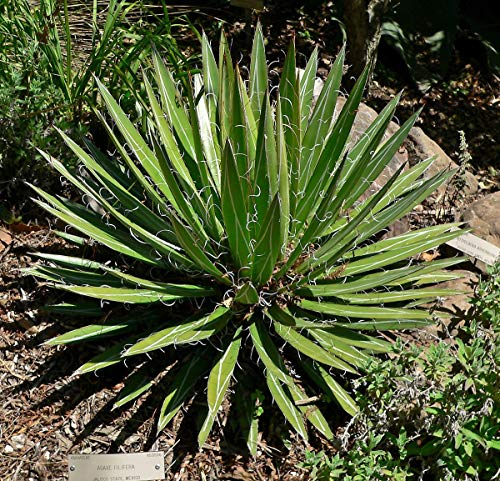GEOPONICS Agave filifera – Discussion Agave – 20 Samen