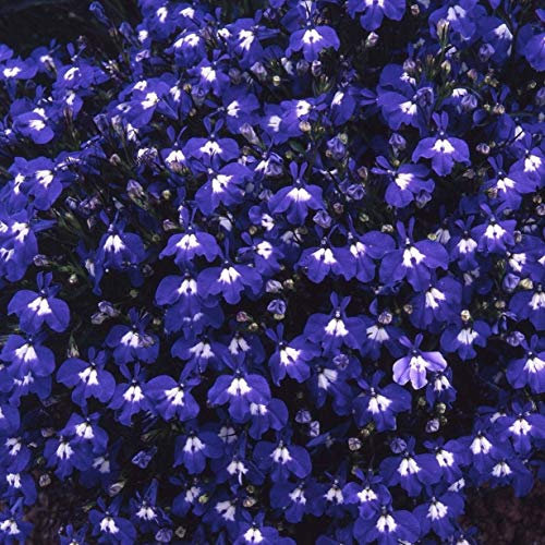 250 Lobelia Erinus Trailing Sapphire Seeds - Deep Blue Flowers with White Eyes - 250 Seeds