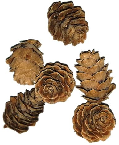 Gadpiparty 50 Stück Kleiner Tannenzapfen Rustikale Tannenzapfen Miniature Pine Cones Girlande Künstliche Tannenzapfen Getrocknete Tannenzapfen Künstliche Tannenkugeln Kiefernzapfen