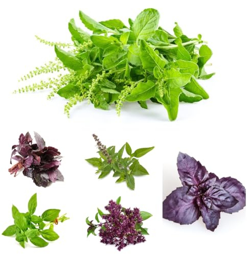 semillas de albahaca perenne resistente jardín de interior de albahaca raras para camas elevadas, para balcón jardín, 125pcs