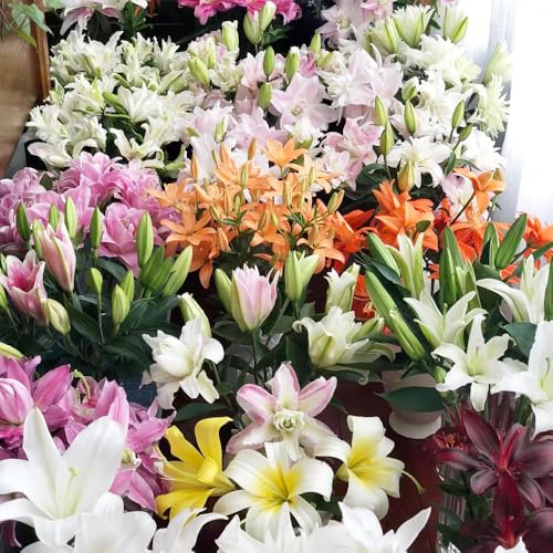 gigli primaverili, resistenti in vaso semi di giglio Decorazioni autunnali per un giardino resistente semi di da balcone d'appartamento rare da balcone 130semi