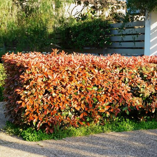 Photinia fraseri Red Robin – 6 Pflanzen für 1 laufenden Meter – Frasers Glanzmispel – Immergrüne Heckenpflanze im 17cm Topf – ca. 55cm hoch – Dicht & pflegeleicht