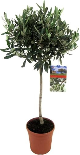 Árbol Natural de Olivo un Oasis de Tranquilidad en tu Espacio al Aire Libre