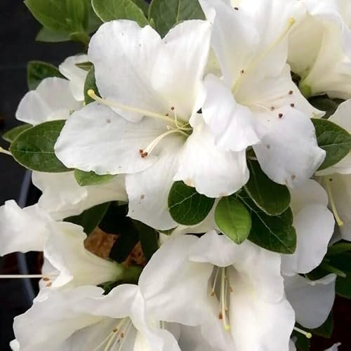 Pianta vera di Azalea Encore Ivory - Diametro Vaso Ø 19 cm