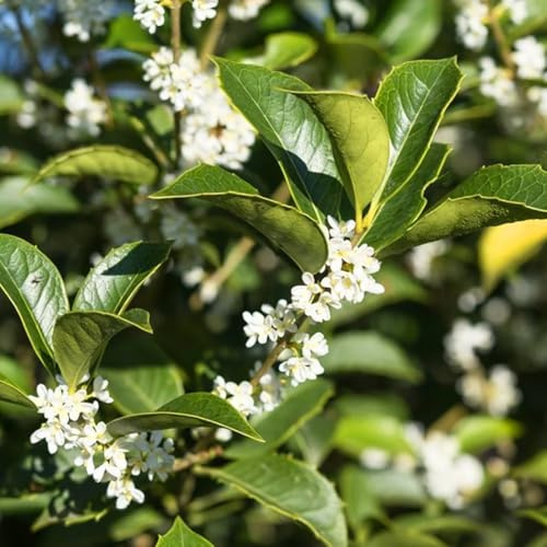 Osmanto Osmanthus aquifolium pianta da siepe sempreverde in vaso ø20 cm h 150 cm circa Vivaio di Castelletto