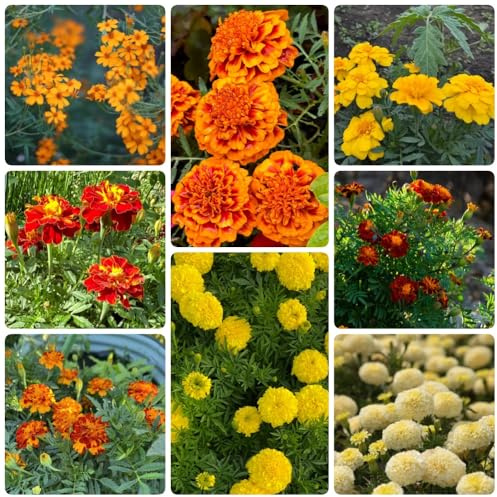 Semi di calendula, resistenti per il giardino semi di farfalle semi di selvatici rare da balcone 350pcs