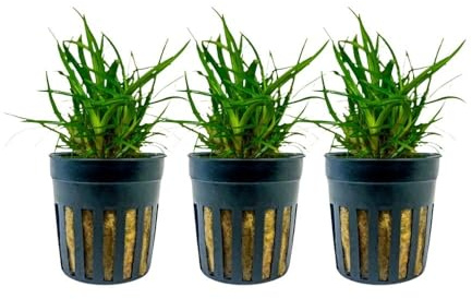AquaOne Aquarium 3 Stück Pflanze Eriocaulon sp. 'Vietnam' Wasserpflanze | Aquariumpflanze Mittelgrund Vordergrund voll durchwurzelt
