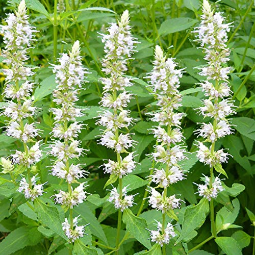 6 x Duftnessel Alabaster - Agastache Rugosa 'Alabaster' Topf 9x9cm: Zarte Farben für sonnige Beete.