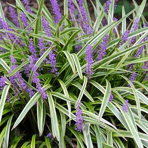 6 x Liriope Muscari 'Variegata' - Perenni Vaso 9cm x 9cm
