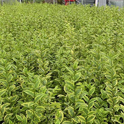 Garten-Schlüter® Gold-Liguster 'Aureum' Ligustrum ovalifolium, 60-80 cm geliefert im 3 Liter Container - als Laubhecke - immergrün, winterhart, gelbrandig, duftend, insektenfreundlich