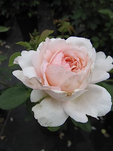 Rosa Emily Bronte ® - Strauchrose - Austin Rose