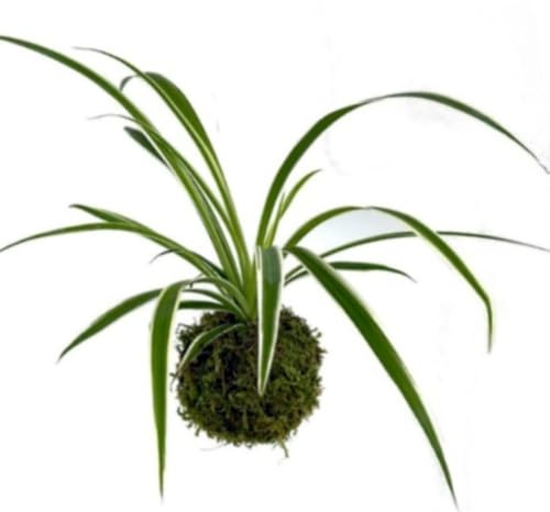 Planta natural mini Kokedama de Cinta, 15 cm. Bola de musgo. Chlorophytum comosum. Elegante y resistente, con hojas arqueadas que purifican el aire y decoran sutilmente. Segura Garden.