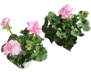 Geranio Rosa Pack 2 Plantas Naturales con Flores de Color Rosa
